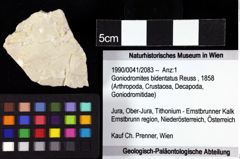 Foto (Objket + Etiketten) von Goniodromites bidentatus (Reuss, 1858) 